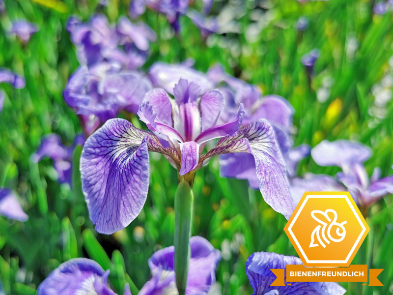 Iris setosa Nana - Zwerg-Iris